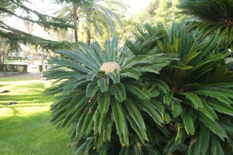 Bordighera