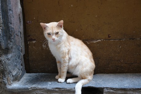 ventimiglia-altstadt